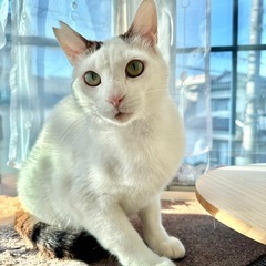スリゴロ甘え上手な【おじゃる丸】くん キジシロ ♂ 推定3歳