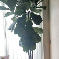 観葉植物　カシワバゴムノキ　大型