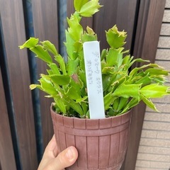デンマーク　カクタス オレンジモモコ