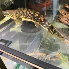 ポリプテルス　デルヘッジ　極美の画像