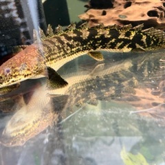 ポリプテルス　デルヘッジ　極美