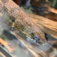 ポリプテルス　デルヘッジ　極美の画像
