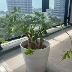 観葉植物　クッカバラ