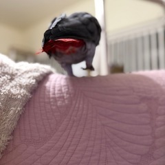 ヨウムが迷子になりました。助けて下さい！(＞＜) - 助け合い