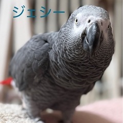 ヨウムが迷子になりました。助けて下さい！(＞＜)