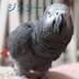 ランキングキーワードに紐づく投稿画像-インコ