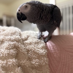 ヨウムが迷子になりました。助けて下さい！(＞＜) − 岡山県