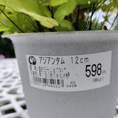 アジアンタム　12cmの画像