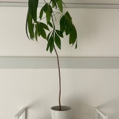 観葉植物　パキラ