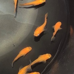 紅帝　ダルマ  半ダルマ　ショート　メダカ　8匹