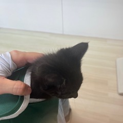 子猫の色々余ってたらお願いします