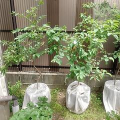 ブルーベリー　大苗　2本セット