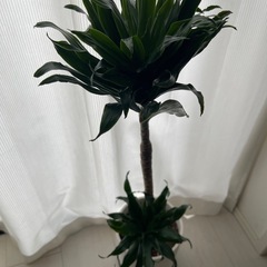 観葉植物　ドナセラ　デレメンシス　コンパクタ