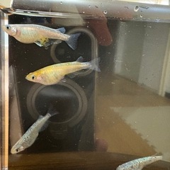 メダカ花魁　タマゴその他セット