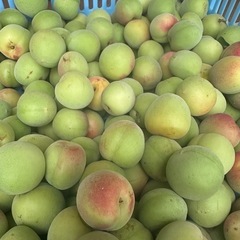 南高梅　1キロ500円！