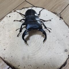 ダイオウヒラタクワガタペア　東ジャワイジェン産　（昆虫）
