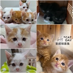 悟郎君♂里親様募集🧡💚
