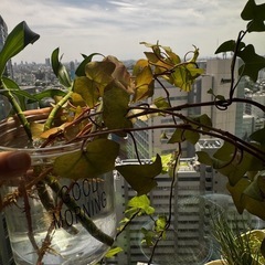 植物8
