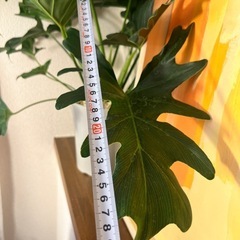 観葉植物　セローム 60cm ①の画像