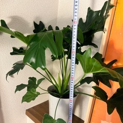 観葉植物　セローム 60cm ①の画像