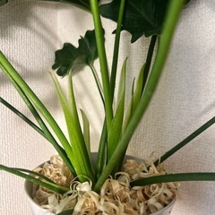 観葉植物　セローム 60cm ①の画像