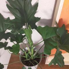 観葉植物　セローム60cm　②の画像