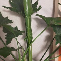 観葉植物　セローム60cm　②の画像
