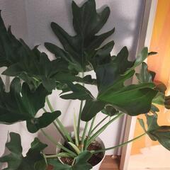 観葉植物　セローム60cm　②の画像
