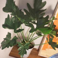 観葉植物　セローム60cm③の画像