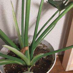 観葉植物　セローム60cm③の画像
