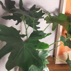 観葉植物　セローム60cm③の画像
