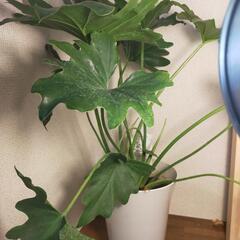 観葉植物　セローム60cm ③の画像