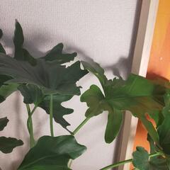 観葉植物　セローム60cm ③の画像