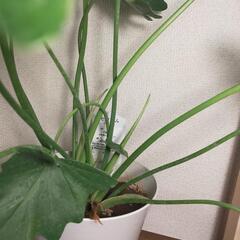 観葉植物　セローム60cm ③の画像