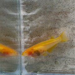 強赤　モナリザ (新)アルビノ　めだか　メダカ