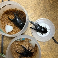 パラワンオオヒラタクワガタペア