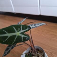 観葉植物　　　1