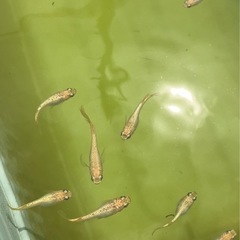 メダカ　めだか　卵　産卵床ごとの画像