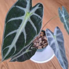 観葉植物　　　2