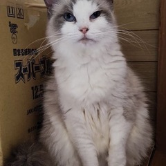 ラグドール🐱♀