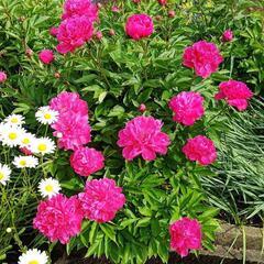 お花も超巨大！豪華な芍薬の画像