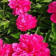 お花も超巨大！豪華な芍薬
