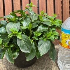 紫陽花　ブライダルシャワー