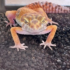ヒョウモントカゲモドキ①