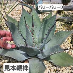 アガベ　パリーパリー　1鉢⭕パリーのパリーです！
