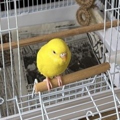 セキセイインコ　おそらくメス　