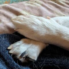 犬好き