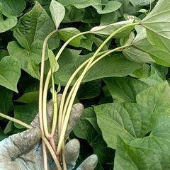 紅はるか苗木