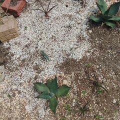 アガベの小かぶ　差し上げます