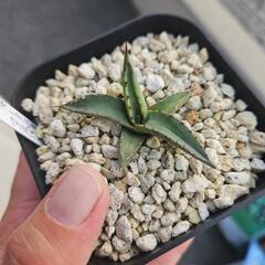 アガベ　シャークスキン　アスペリフォリア　1鉢⭕めずらしいシャー...